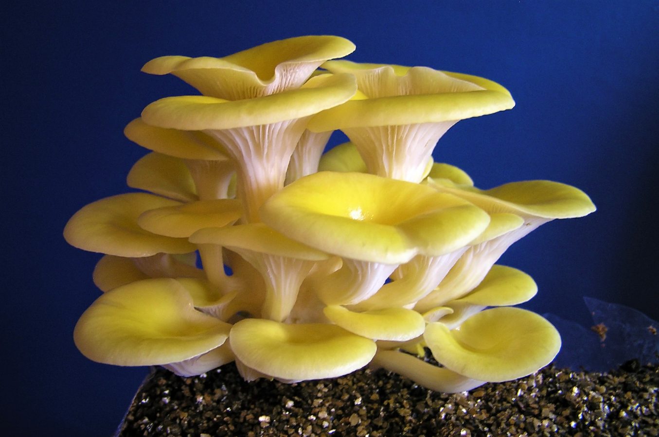 Dried Biodynamic Oyster Mushrooms