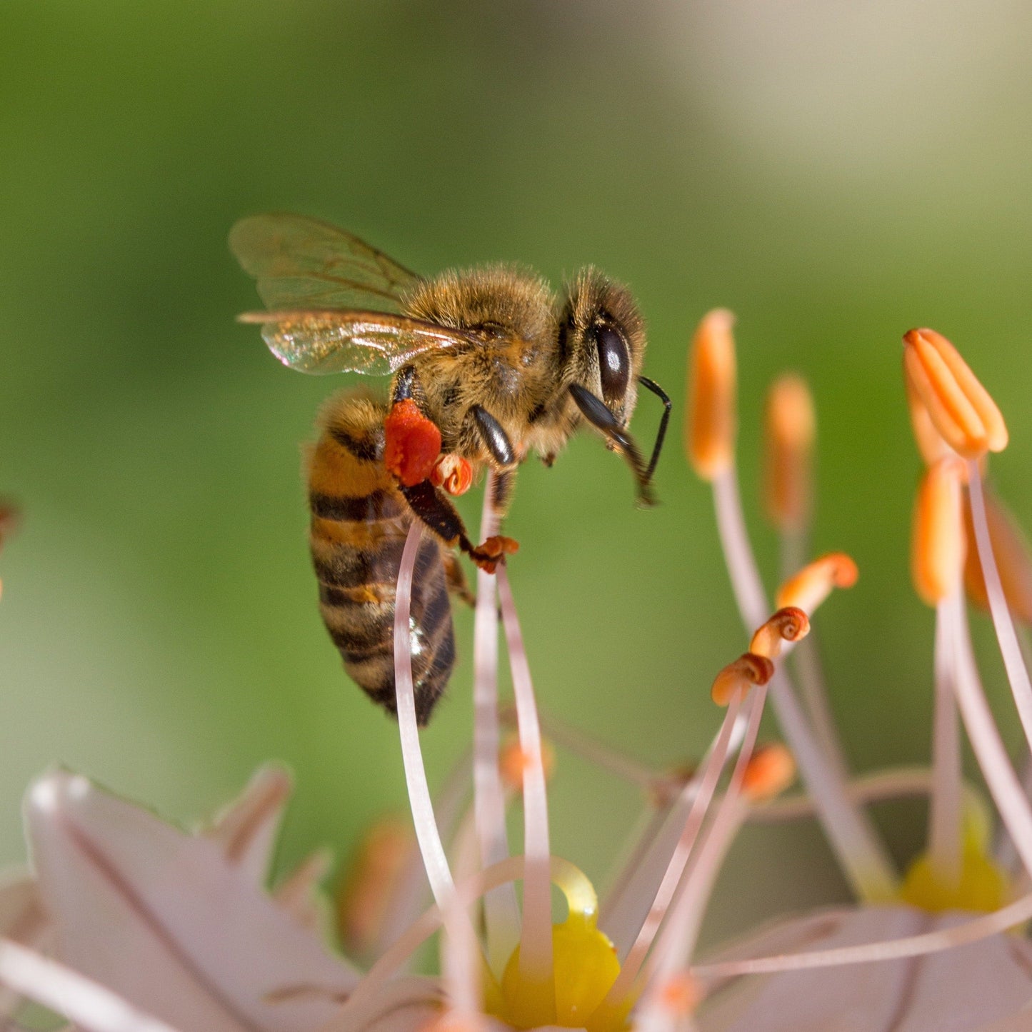 Bee Support Tincture