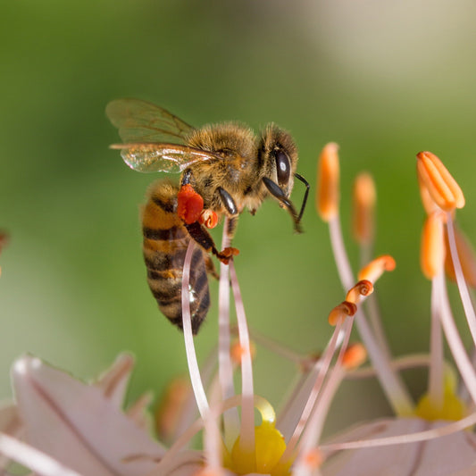 Bee Support Tincture