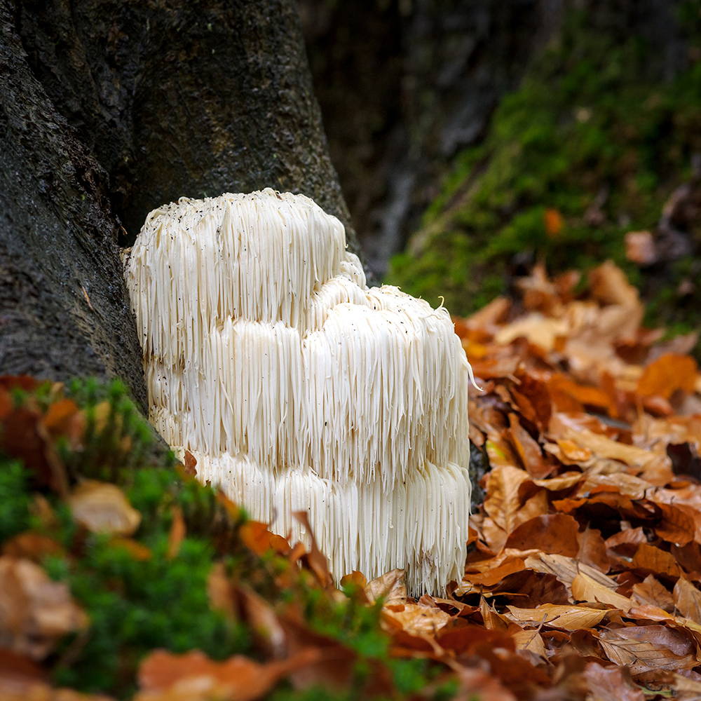 Dried Biodynamic Lion's Mane (Hericium Erinaceus)