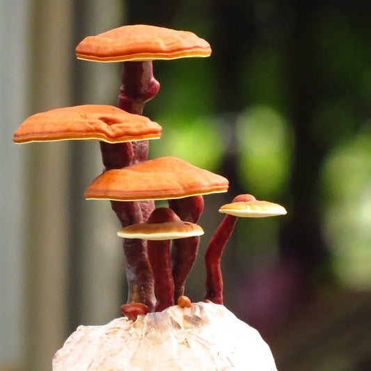 Dried Biodynamic Reishi Mushrooms
