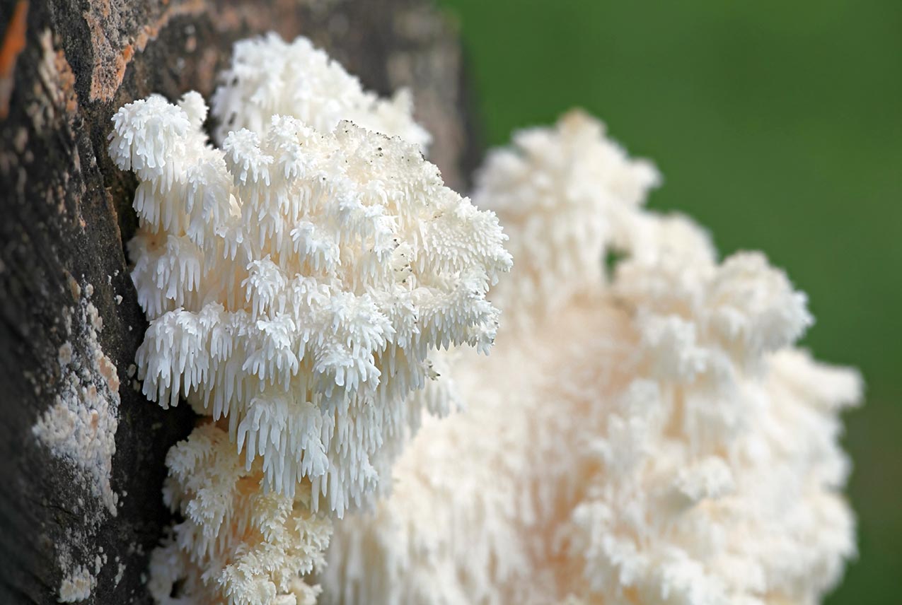 Dried Biodynamic Lion's Mane (Hericium Erinaceus)