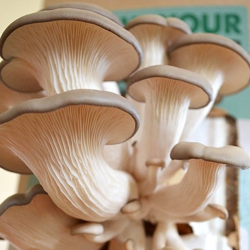 Dried Biodynamic Oyster Mushrooms