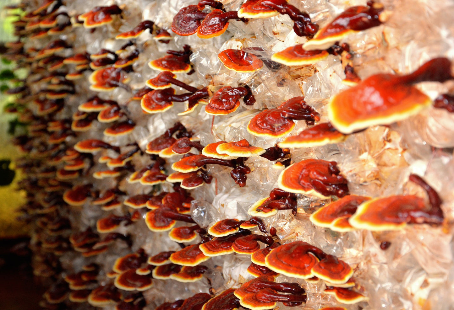 Dried Biodynamic Reishi Mushrooms