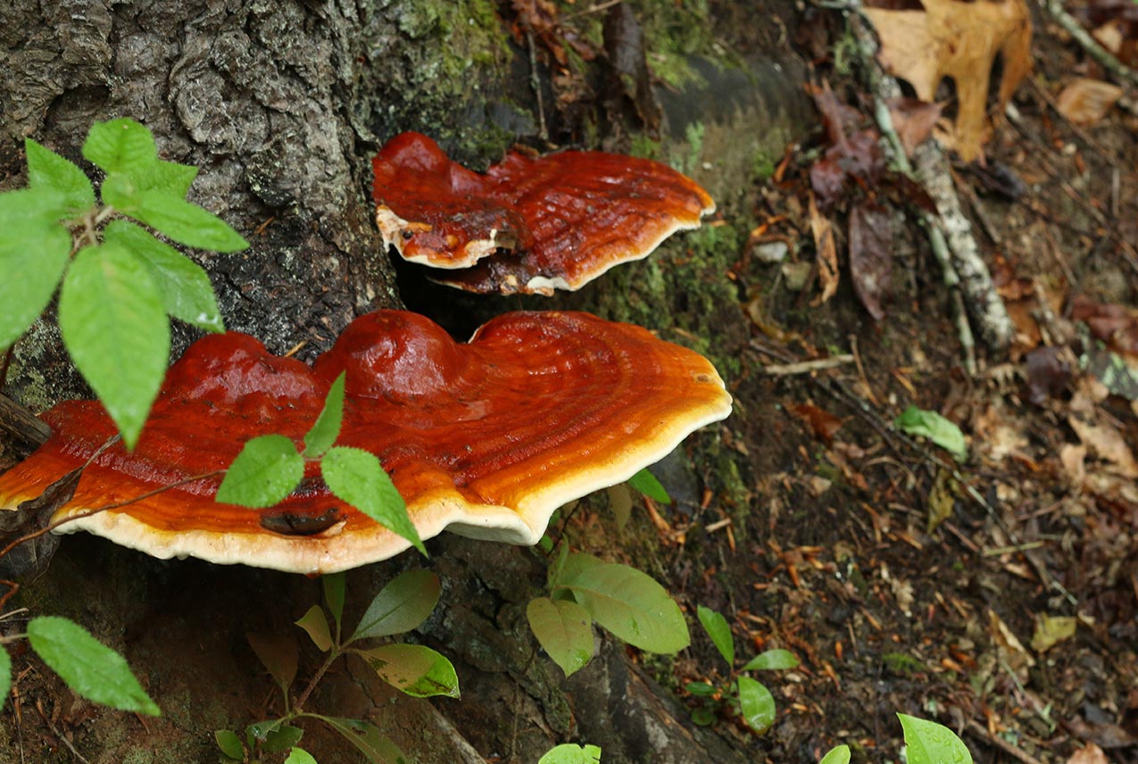 Dried Biodynamic Reishi Mushrooms